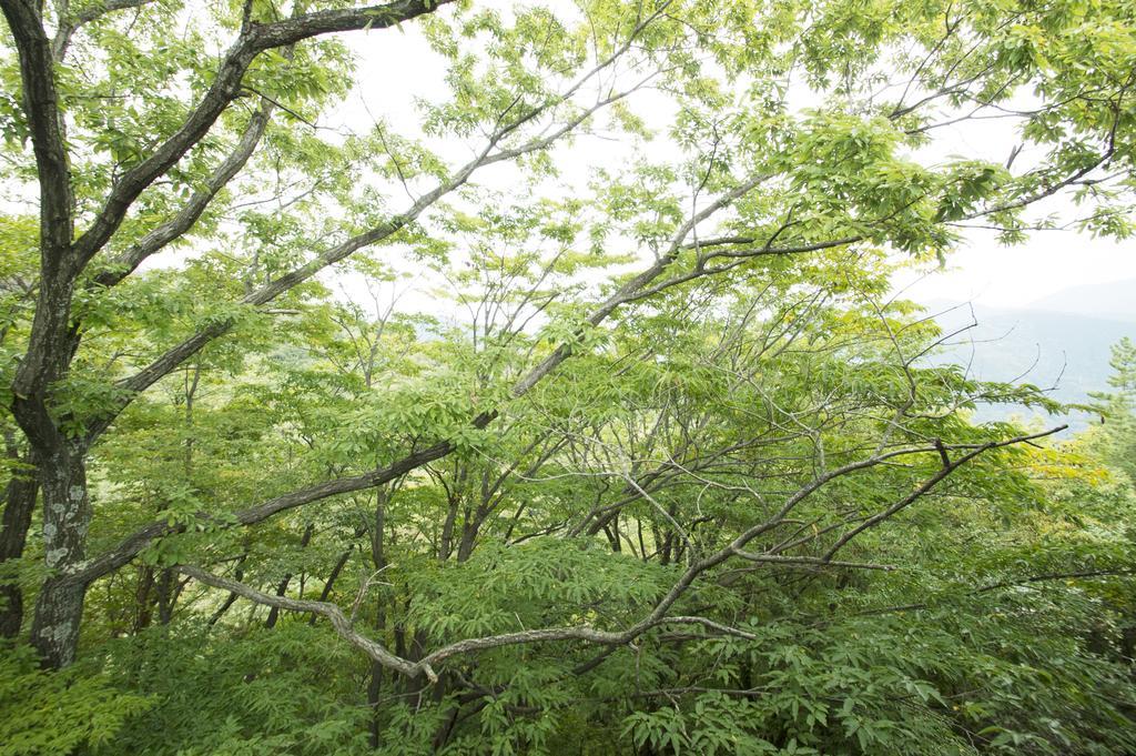 Gora Hanaougi Madoka No Mori Hakone Pokoj fotografie